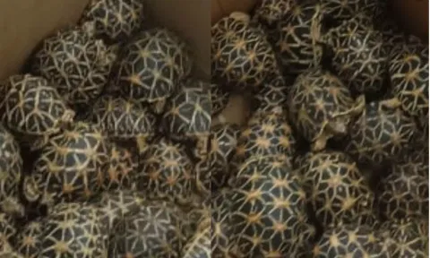 Seized Star tortise at Chennai Airport