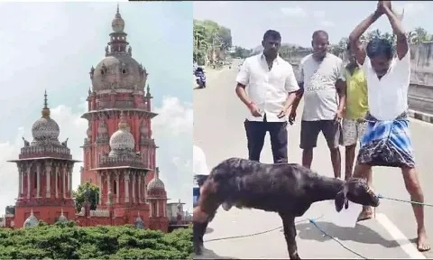 Madras High Court; Slaughtering of animal in public&nbsp;