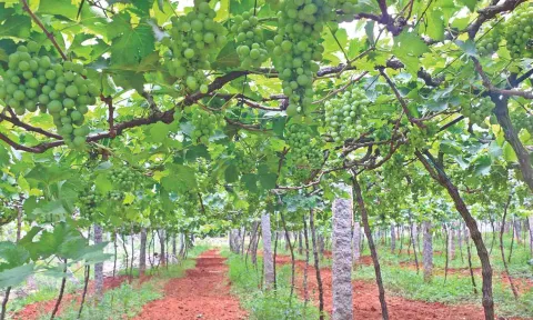 Grape vineyards in Coimbatore&nbsp;