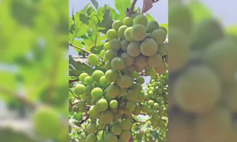 Grape vineyard&nbsp;