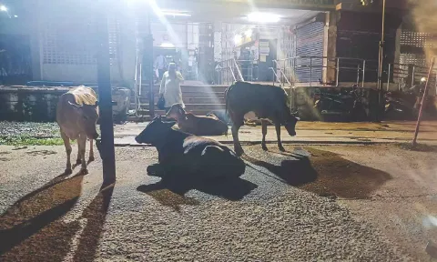 Herd of cattle occupying vacant spots in front of Villivakkam railway station