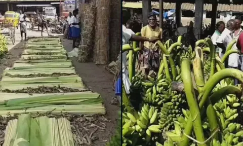 Banana leaves (Dailythanthi)