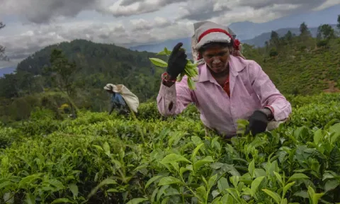 Sri Lanka’s plantation workers