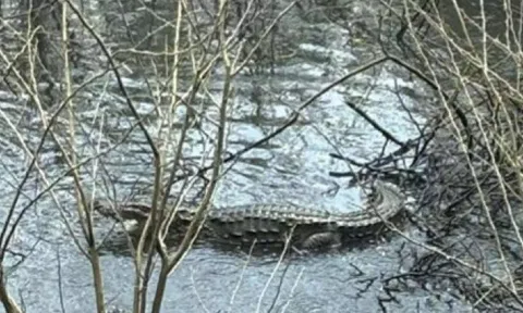 The Coimbatore forest department captured a crocodile from a pond in Mettupalayam