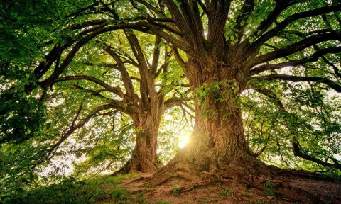 Representative Image of a tree (Pexels)