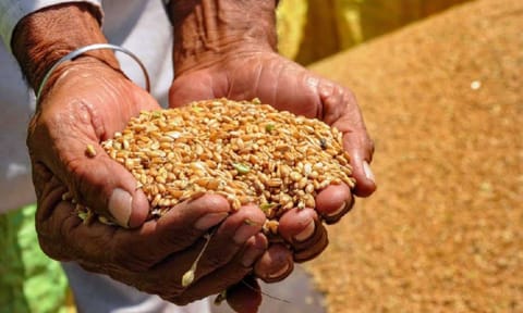 Wheat