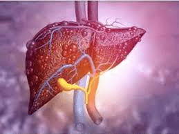 Liver tissue from space may transform traditional transplants