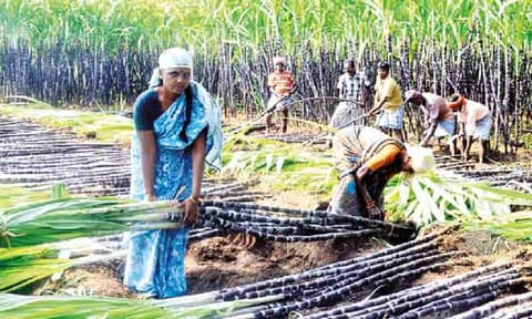 File photo of women at work in a sugarcane farm


