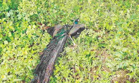 Carcasses of peacocks found on a farmland at Chettikurichi, Thoothukudi&nbsp;