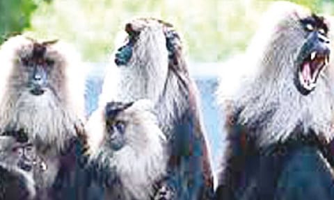 &nbsp;Lion Tailed Macaque