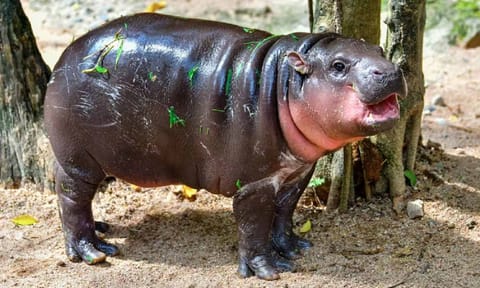 Moo Deng, two-month-old pygmy hippo