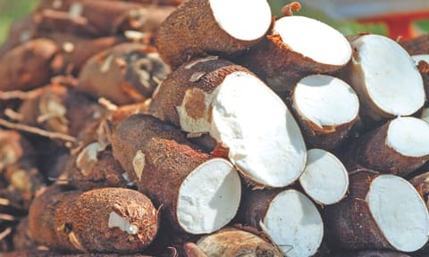 Tapioca varieties cultivated in Tamil Nadu&nbsp;
