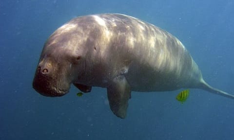 Image of dugong species&nbsp;