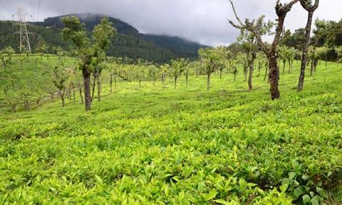 Tea Garden&nbsp;