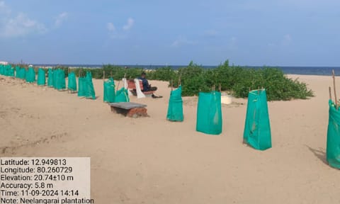 Palm saplings on the beach&nbsp;