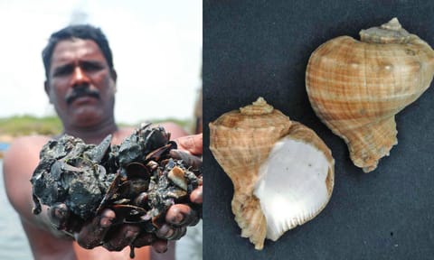 Tamil Nadu to field local warrior to wage ‘biowar’ on invasive Kakka Aazhi species