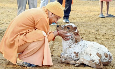 Uttar Pradesh Chief Minister Yogi Adityanath during his worship of a cow at the Gorakhnath Temple (PTI)