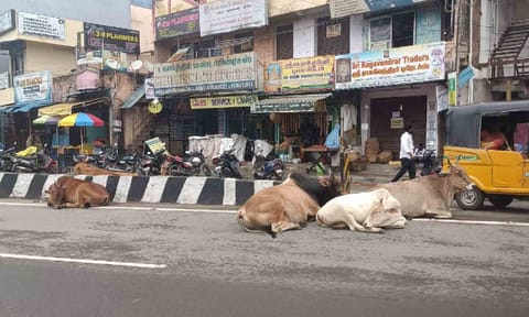 Cows and bulls lying around the median on a main road