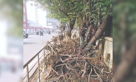 Tree branches on the pavement adjoining the CoP’s office on EVK Sampath Road