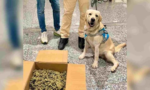 Sniffer dog detects ganja worth over Rs 7 cr at Chennai airport