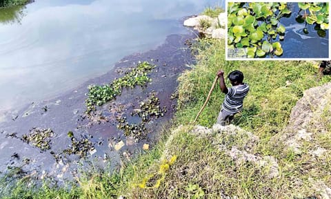 Work under way to clean the spilled oil in the Cauvery&nbsp;