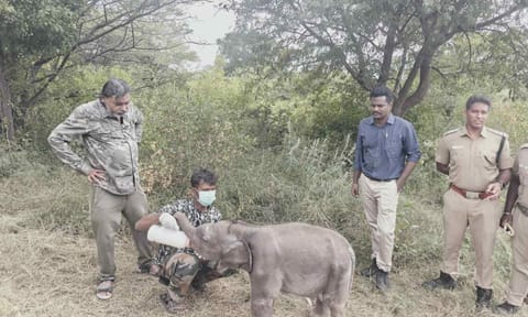 The elephant calf being fed by Forest Department caretakers&nbsp;