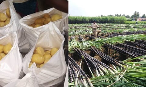 Jaggery; Sugarcane farmer