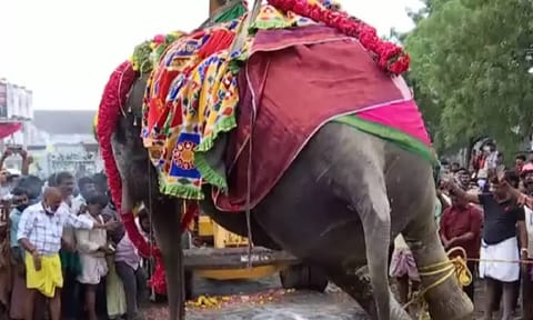 The last rites of the elephant Gandhimathi were performed and taken to Thamaraikulam for the devotees to pay homage&nbsp;