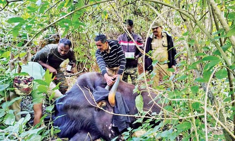 Forest department staff treat the wounded Indian Gaur in the Nilgiris&nbsp;