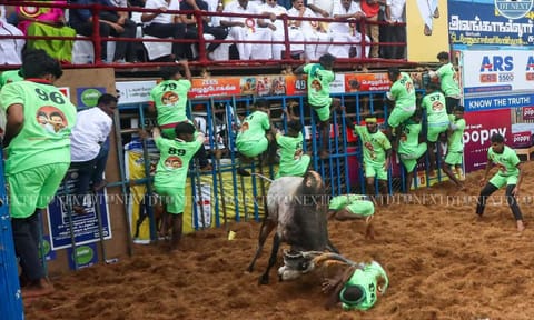 Madurai’s Alanganallur bulls charged through the arena during the 2025 Jallikattu event (Photos: Hemanathan M)&nbsp;