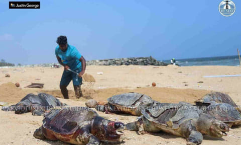 &nbsp;Olive Ridley sea turtle (Photo: Justin George)&nbsp;