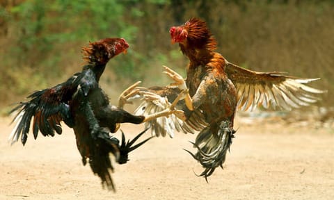 4 arrested from Karur for organising rooster fight