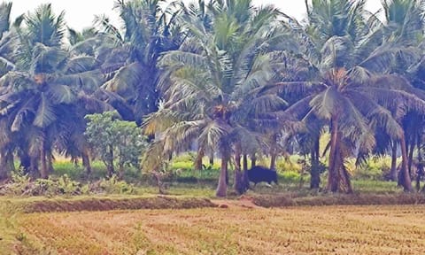 The wild gaur spotted near the Pattukottai reserve forest in Madukkur Papa Velipalayam on Monday