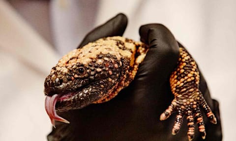 Gila monster