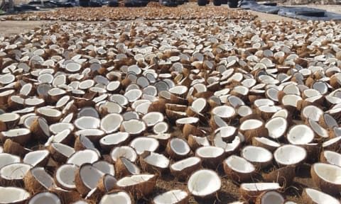 coconuts&nbsp;&nbsp;