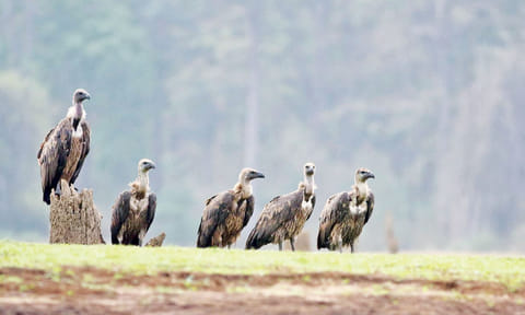 Survey shows vultures soaring high in TN&nbsp;