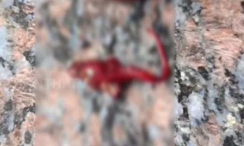 Dead Lizard found in bottle (Thanthi TV)