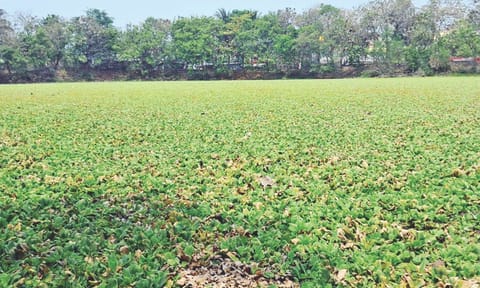 Thick layer of water hyacinth covering the lake at Dr APJ Abdul Kalam Park