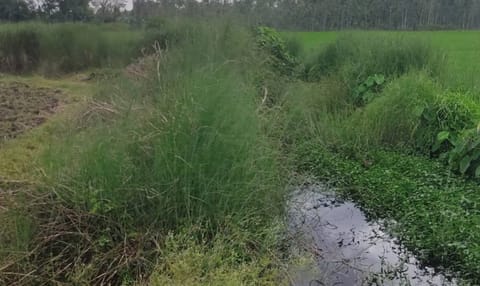Kandagarayam canal in Thanjavur still waiting to be desilted&nbsp;