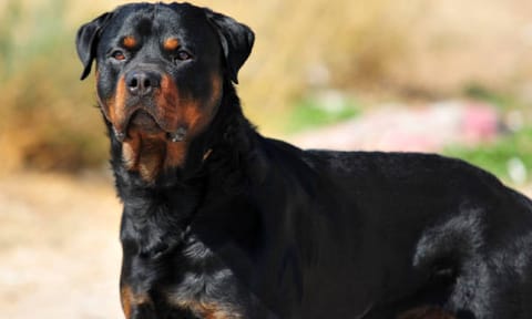 Representative image of dog
