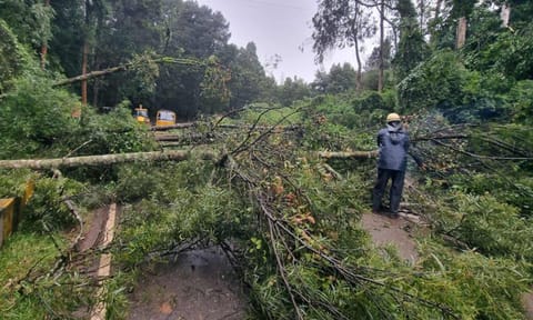 Trees that fell in different parts of Nilgiris during rains&nbsp;&nbsp;