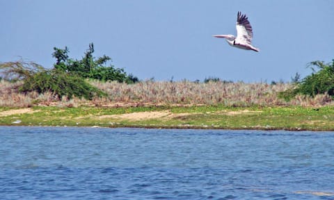 Pulicat Lake Birds Sanctuary&nbsp;