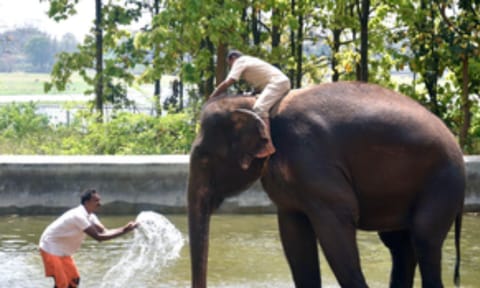 Training of TN mahouts, cavadis to commence in Thailand from today
&nbsp;