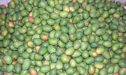 Mangoes pile up in godowns with demand lesser than supply