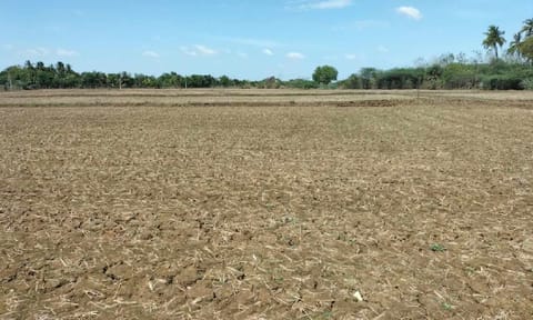 Land ready for cultivation in Thanjavur&nbsp;