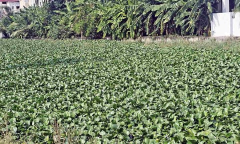 &nbsp;Uyyankondan river in Tiruchy