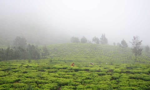 A tea garden in the Nilgiris