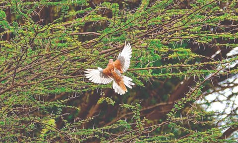 Leucistic Laughing Dove