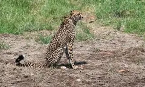 Female cheetah dies of injuries in Kuno Park (ANI)&nbsp;