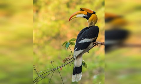 Hornbill (X/@supriyasahuias)&nbsp;